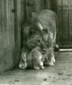 Une lionne sur le point de soulever son petit, né dans la ménagerie, par la peau du cou, zoo de Londres, octobre 1923 (photo nb)